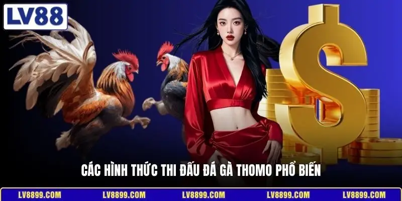Các hình thức thi đấu đá gà Thomo phổ biến