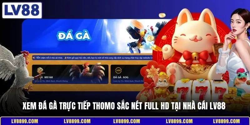 Xem đá gà trực tiếp Thomo sắc nét Full HD tại nhà cái LV88 